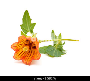 Canarina Canariensis, Kanarischen Glockenblume, endemisch auf den Kanarischen Inseln Stockfoto