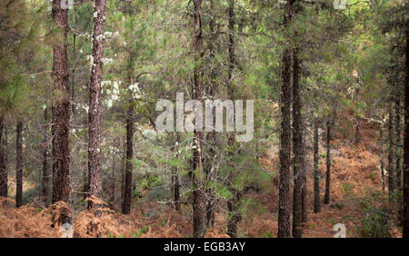Flora der Kanarischen Inseln - Gran Canaria, Wälder der kanarischen Pinie, Pinus Canariensis, Wanderweg Stockfoto