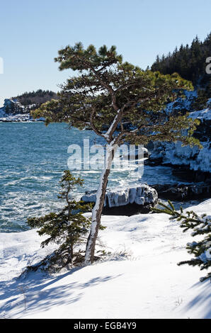 Ein einsamer rote Kiefer-Baum wächst aus einem Felsen auf den Schnee bedeckten Ufer des Acadia National Park, Maine. Stockfoto