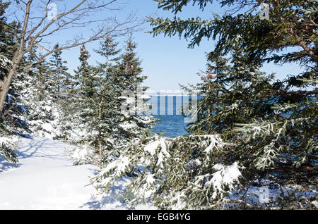 Blick über verschneite Fichten auf Frenchman es Bay im Acadia National Park, Maine. Stockfoto