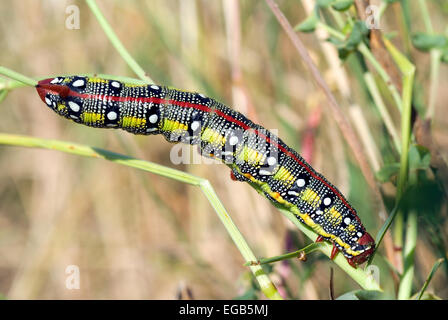 Wolfsmilch Hawkmoth, Raupe (stark Euphorbiae), Latium, Italien Stockfoto