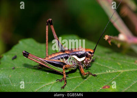 Bog Busch-Kricket, Bog Buschwille (Metrioptera brachyptera), Monti della Tolfa, Latium, Italien Stockfoto