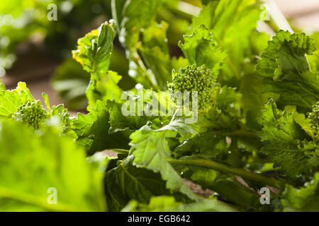 Bio rohen grünen Brokkoli Rabe Rapini auf einem Hintergrund Stockfoto