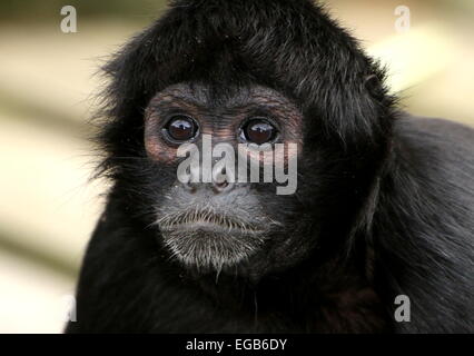 Kolumbianische Black-headed Klammeraffe (Ateles Fusciceps Robustus) Stockfoto