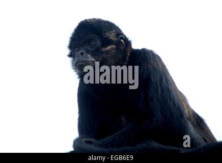 Kolumbianische Black-headed Klammeraffe (Ateles Fusciceps Robustus) Stockfoto