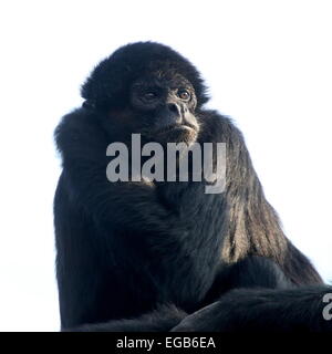 Porträt von einem kolumbianischen Black-headed Klammeraffe (Ateles Fusciceps Robustus) Stockfoto