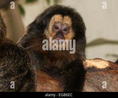 Junge männliche südamerikanischen White-faced Saki Affen (Pithecia Pithecia). Auch bekannt als Golden-faced Saki oder guyanischen Saki Affen Stockfoto