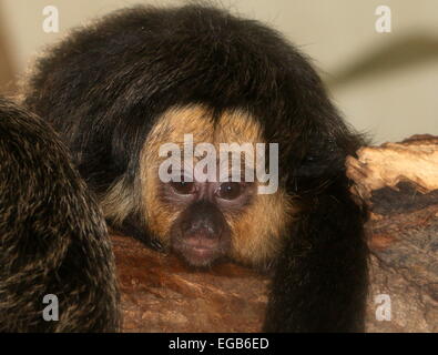 Junge männliche südamerikanischen White-faced Saki Affen (Pithecia Pithecia) "hanging around" in einem Baum Stockfoto