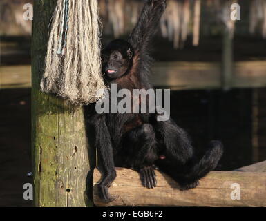 Kolumbianische Black-headed Klammeraffe (Ateles Fusciceps Robustus) im Emmen Zoo, Niederlande Stockfoto