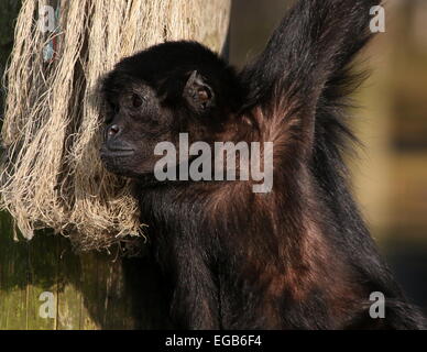 Kolumbianische Black-headed Klammeraffe (Ateles Fusciceps Robustus) im Emmen Zoo, Niederlande Stockfoto