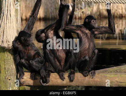 Drei kolumbianische Black-headed Klammeraffen (Ateles Fusciceps Robustus) im Emmen Zoo, Niederlande Stockfoto