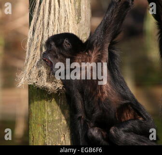 Heulen kolumbianischen Black-headed Klammeraffe (Ateles Fusciceps Robustus) im Emmen Zoo, Niederlande Stockfoto