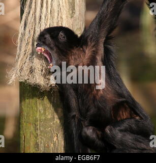 Heulen kolumbianischen Black-headed Klammeraffe (Ateles Fusciceps Robustus) im Emmen Zoo, Niederlande Stockfoto