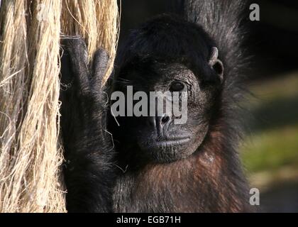 Kolumbianische Black-headed Klammeraffe (Ateles Fusciceps Robustus) im Emmen Zoo, Niederlande Stockfoto