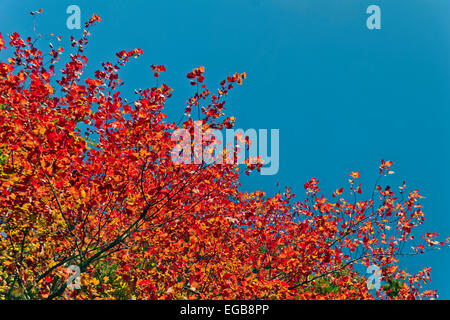 Ahornbaum in Flammen mit Herbstfarben in Ontario, Kanada Stockfoto