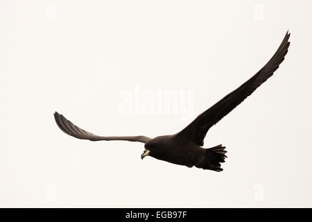 Ein Westland-Sturmvogel bei voller Streckung mit Flügeln fliegen. Stockfoto