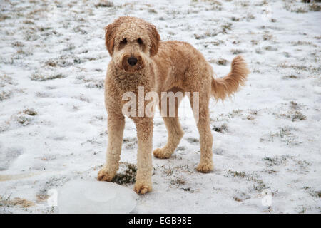 Junger golden Retriever und Pudel mix Rasse Hund stehen im Schnee. Stockfoto