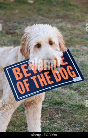 Junge weibliche Goldendoodle Hund im Hinterhof Schild "beware of the Dog" im Maul. Stockfoto