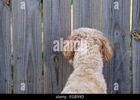 Junge weibliche Goldendoodle Hund erreichte zwar einen Hinterhof-Zaun. Stockfoto