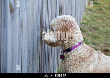 Junge weibliche Goldendoodle Hund erreichte zwar einen Hinterhof-Zaun. Stockfoto