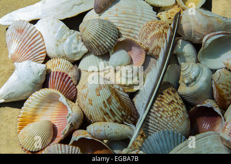 Vielzahl von Farben, Größen und Formen der Muscheln auf einem sandigen Strand angeordnet Stockfoto