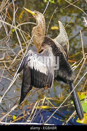 Vogel Anhinga Anhinga Trail im Everglades-Nationalpark, Florida. Stockfoto