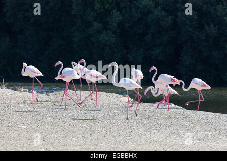 Größere Flamingos in Ras al Khor Wildlife Sanctuary in Dubai, Vereinigte Arabische Emirate Stockfoto