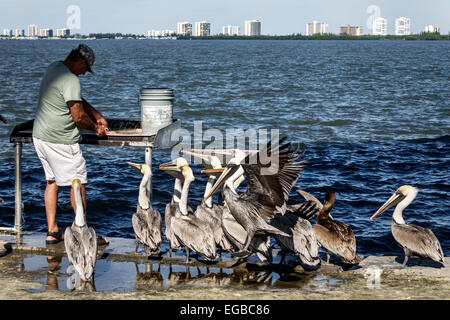 Jensen Beach Florida, Indian River Water Lagoon, Wasser, Erwachsene Erwachsene Männer Männer männlich, Fischer, Reinigungsstation, Skalierung, Fisch, Fang, Fütterung, Fetzen, brauner peli Stockfoto