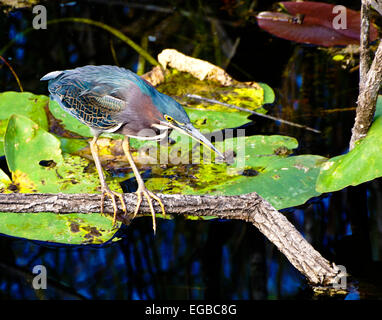 Grüne Heron (Butorides Virescens) im Everglades-Nationalpark, Florida. Stockfoto