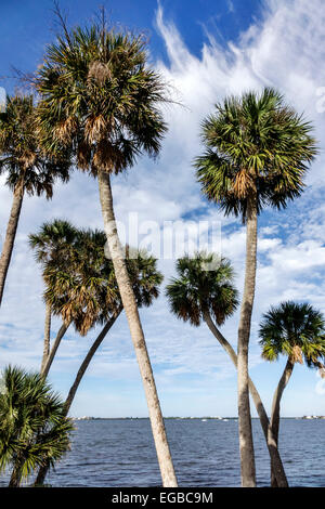 Jensen Beach Florida, Indian River Lagoon, Kohl sabal Palmen, Wasser, FL150118053 Stockfoto