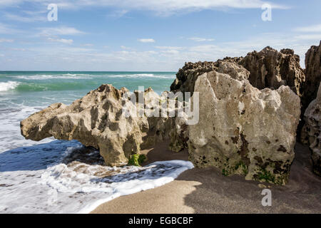 Stuart Florida, Hutchinson Barrier Island, Ross Witham Beach, Atlantischer Ozean, geologische Anastasia-Formation, eingelagerter Sand, Coquina-Kalksteine, fragmentiert Stockfoto