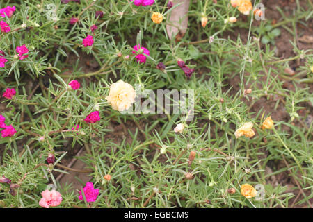 gelbe Blumen im Garten für natürlichen Hintergrund. Stockfoto