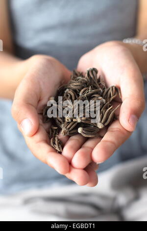 Ranunkeln-Blumenzwiebeln Stockfoto
