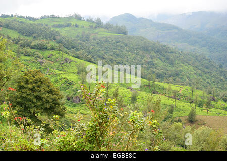 Munnar Hügel Landschaft Blick auf üppige grüne Westghats Munnar Kerala Indien Stockfoto