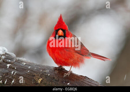 Männliche nördlichen Kardinal (Cardinalis Cardinalis) auf einem Ast im Winter. Stockfoto