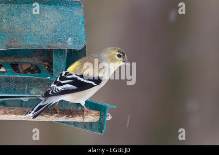 Amerikanische Stieglitz (Spinus Tristis) in Erwachsenen-Zucht Gefieder, auf ein Futterhäuschen für Vögel im Winter. Stockfoto