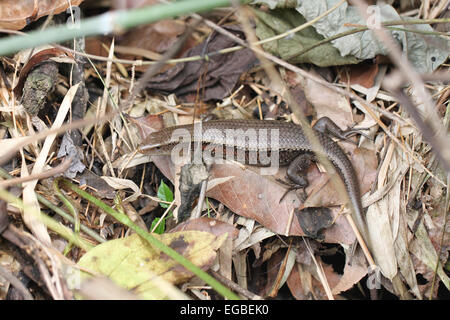 Skink oder Leguan am Boden im Garten. Stockfoto