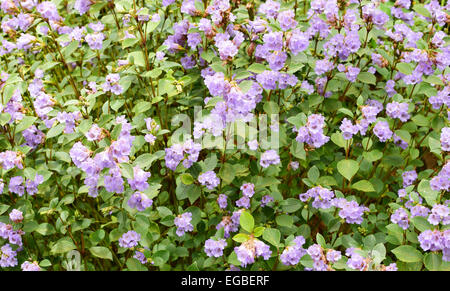 Strobilanthes Kunthiana Blumen in Munnar Kerala Indien Neelakurinji Blumen blühen Stockfoto