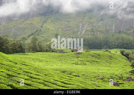 Munnar Eravikulam Nationalpark Landschaft auf Western Ghats Berge und Teeplantage Stockfoto