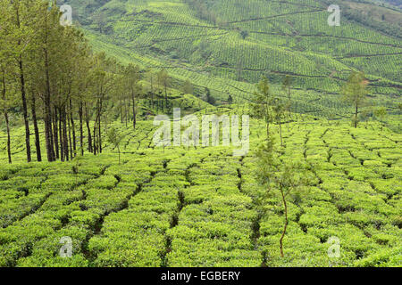 Munnar Tee Plantagen Landschaft Blick Munnar Kerala Indien Stockfoto