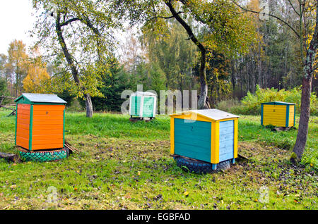 Honig bunte Bienenstöcke im herbstlichen alten Apfelgarten Stockfoto