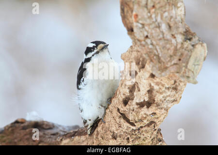 Erwachsene weibliche Dunenspecht (Picoides Pubescens) auf einem Ast im Winter. Stockfoto