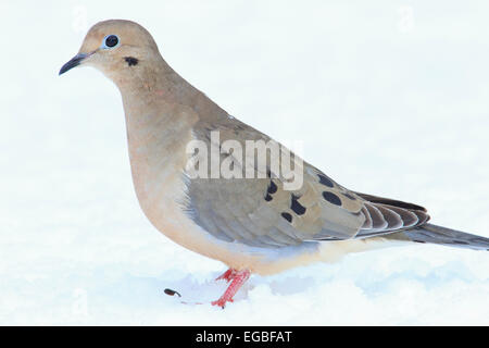Mourning Dove (Zenaida Macroura) auf Schnee bedeckten Boden. Stockfoto