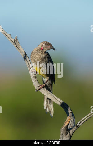 Rotes Wattlebird (Anthochaera Carunculata), South Australia Stockfoto