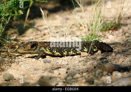 Schindel-Back Skink (Rogner a) Stockfoto