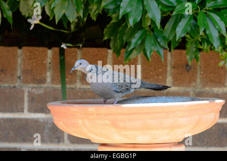 Spotted Turteltaube (Streptopelia Chinensis), New-South.Wales, Australien Stockfoto