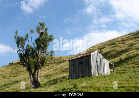 Alte Hütte und Kohl Baum, Pohangina Tal, Manawatu, Nordinsel, Neuseeland Stockfoto