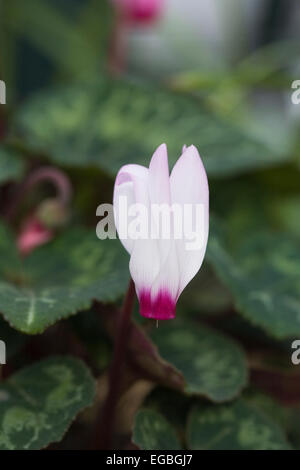 Cyclamen Persicum Blume Porträt. Cyclamenkultur in einer geschützten Umgebung. Stockfoto