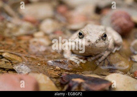 Canyon Treefrog (Hyla arenicolor), der Blickkontakt mit dem Auge hat, Zion National Park, Utah Stockfoto