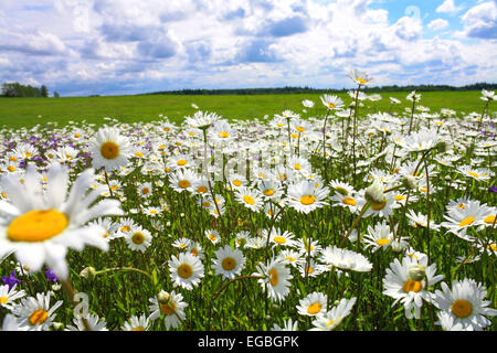 die blühende Sommerwiese mit Blumen von Kamillen Stockfoto
